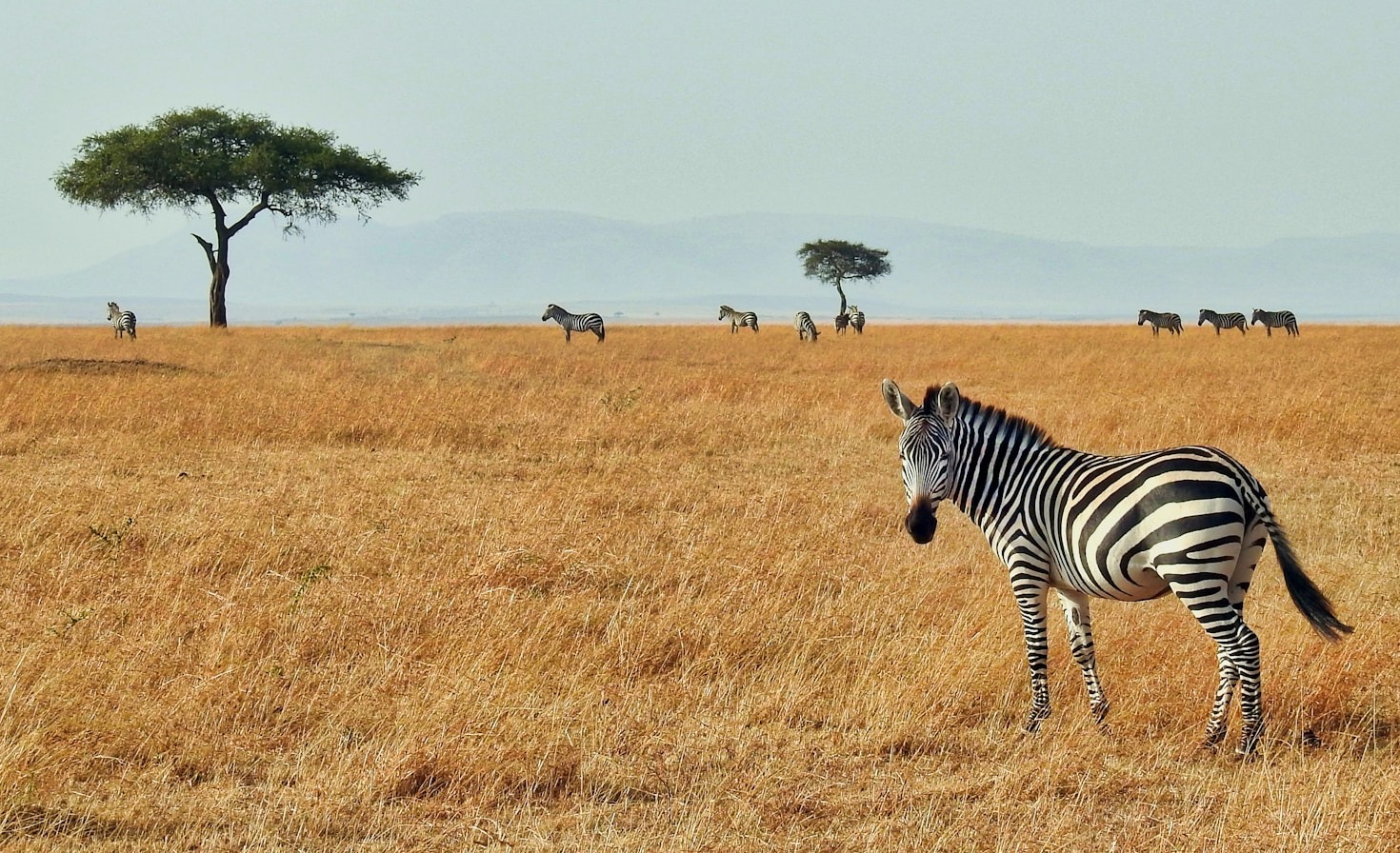 Explore the Majestic Serengeti with Experts