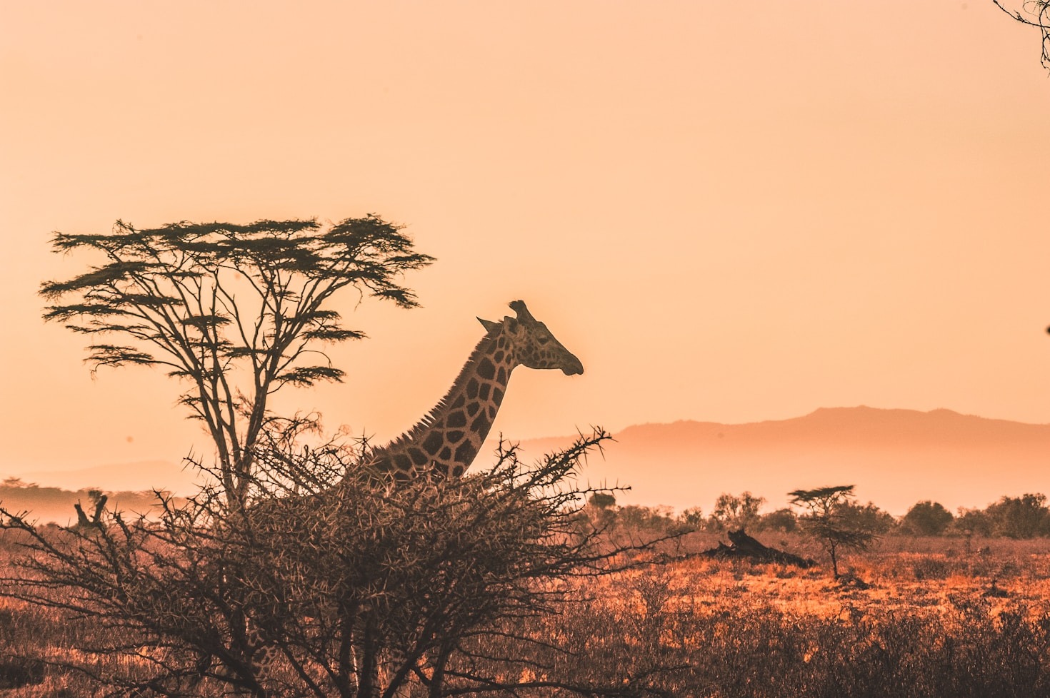 Exploring Tanzania: A Journey Through Nature