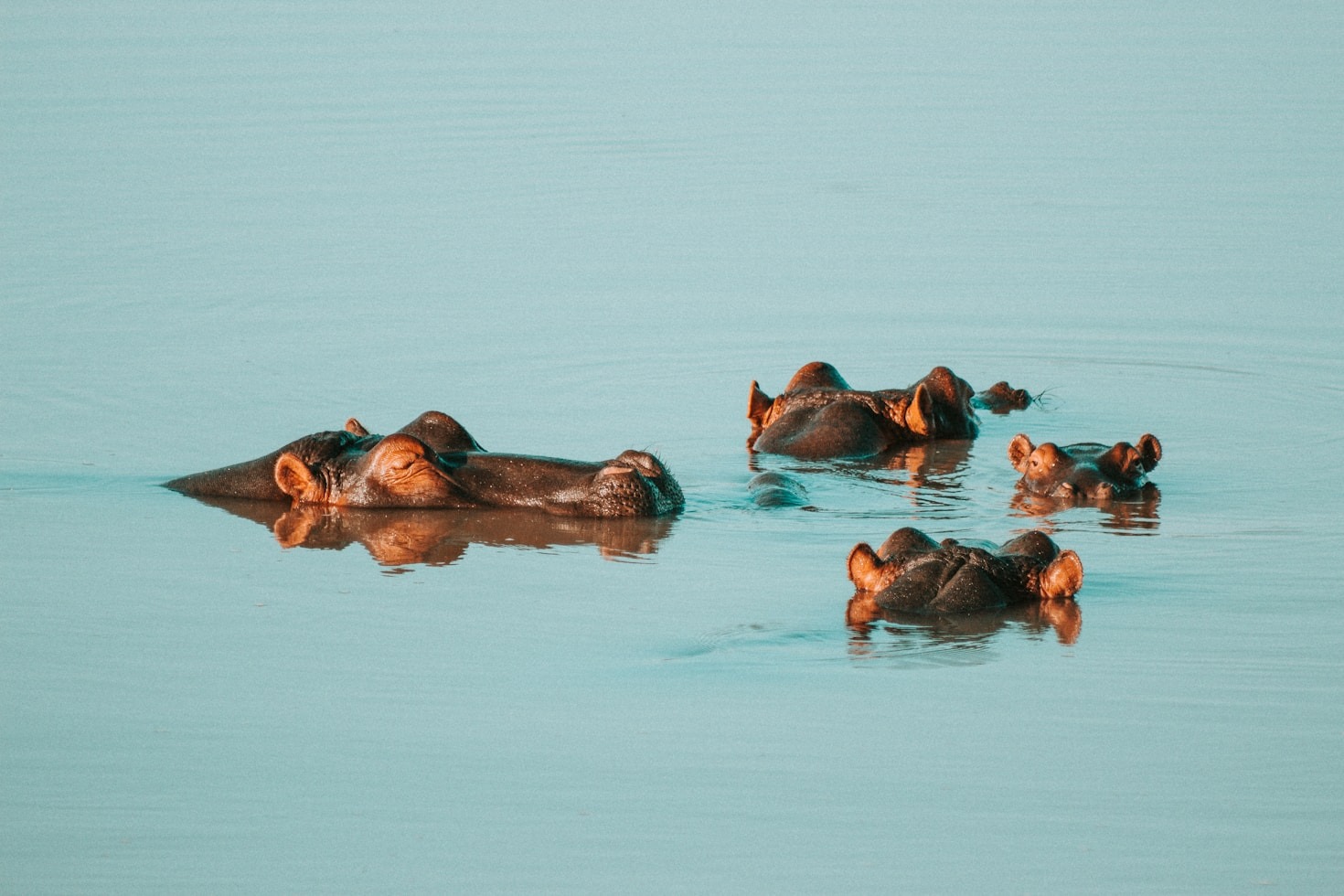 What to Expect on a Classic Safari Tour