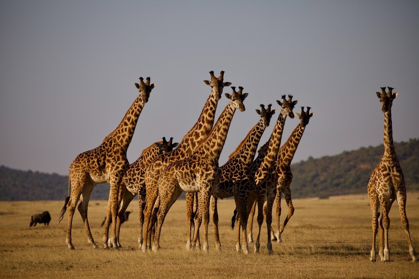 Cultural and Wildlife Highlights of Tanzania