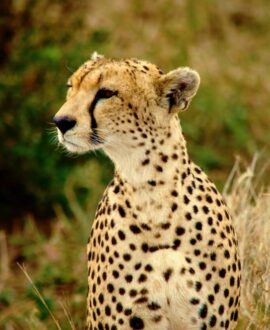 Mikumi National Park