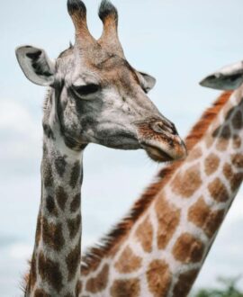 Tarangire National Park