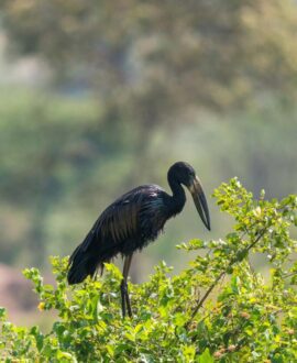 Ngorongoro Crater